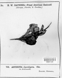 Asterina clavuligera image